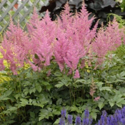 Pink Astilbe -Green Haven Shop 3dbb95aac679a65db81309083b09756e