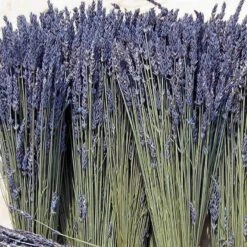 'Grosso' Lavender -Green Haven Shop 410 1759 popup sw