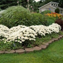 'Whoops-A-Daisy' Shasta Daisy 10 'Whoops-A-Daisy' Shasta Daisy -Green Haven Shop 411 1295 popup sw