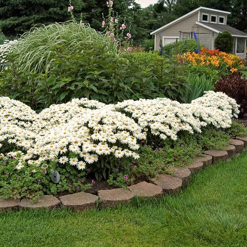 'Whoops-A-Daisy' Shasta Daisy 6 'Whoops-A-Daisy' Shasta Daisy - Image 4