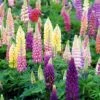 Lupine - Mixed Colors -Green Haven Shop 413 1190 popup