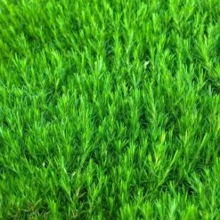 'Snowflake' Creeping Phlox -Green Haven Shop 417 1315 popup sw