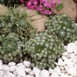 Cobweb Hens & Chicks -Green Haven Shop 427 1341 popup sw