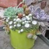 Cobweb Hens & Chicks -Green Haven Shop 427 1856 popup sw
