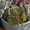 'Jeanne D'Arc' Hens & Chicks 1 'Jeanne D'Arc' Hens & Chicks -Green Haven Shop 429 1888 popup