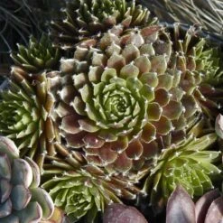 'Jeanne D'Arc' Hens & Chicks 9 'Jeanne D'Arc' Hens & Chicks -Green Haven Shop 429 1890 popup