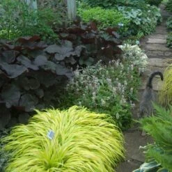 'Sugar & Spice' Foamflower -Green Haven Shop 42 1474 popup