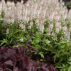 'Sugar & Spice' Foamflower -Green Haven Shop 42 1475 popup