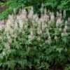 'Sugar & Spice' Foamflower -Green Haven Shop 42 1477 popup