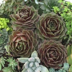 'Rocknoll Rosette' Hens & Chicks -Green Haven Shop 435 1601 popup