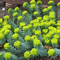 Donkey Tail -Green Haven Shop 447 1209 popup