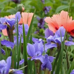 'Silver Edge' Siberian Iris 9 'Silver Edge' Siberian Iris -Green Haven Shop 457 2257 popup