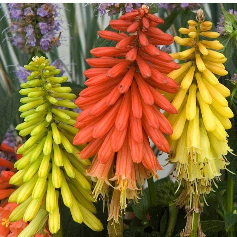 'Flamenco' Red Hot Poker 3 'Flamenco' Red Hot Poker