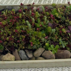 SedumSod® Mini Mats -Green Haven Shop 488 1580