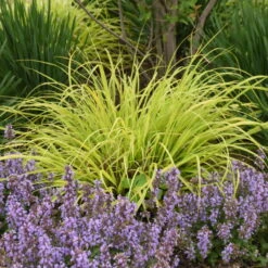 Prairie Winds® 'Lemon Squeeze' Fountain Grass -Green Haven Shop 497Pennisetumalopecuroides LemonSqueeze 2