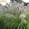 Prairie Winds® 'Lemon Squeeze' Fountain Grass -Green Haven Shop 497Pennisetumalopecuroides LemonSqueeze 3