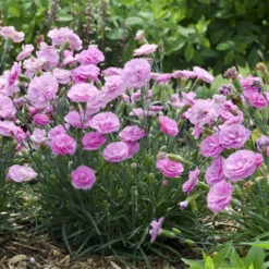 Fruit Punch® 'Sweetie Pie' Dianthus -Green Haven Shop 4c286a16d7dc6b236cd3f82900869979