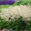 'Chantilly Lace' Goatsbeard 2 'Chantilly Lace' Goatsbeard -Green Haven Shop 4d4b07857cef5fdfa1c6b777859ed9a6