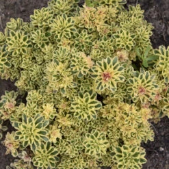 'Atlantis' Stonecrop -Green Haven Shop 5056f02e9a561759672bee380943a21a