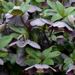 Honeymoon® Vegas Nights Lenten Rose 7 Honeymoon® Vegas Nights Lenten Rose -Green Haven Shop 506Helleborus VegasNights 3