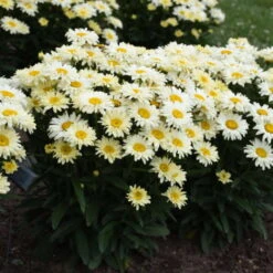 Amazing Daisies® 'Banana Cream II' Shasta Daisy -Green Haven Shop 509Leucanthemumsuperbum BananaCreamII 1