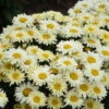 Amazing Daisies® 'Banana Cream II' Shasta Daisy -Green Haven Shop 509Leucanthemumsuperbum BananaCreamII 2