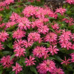 'Leading Lady Pink' Bee Balm