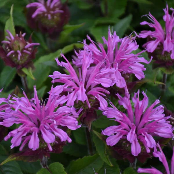 'Pardon My Lavender II' Bee Balm 3 'Pardon My Lavender II' Bee Balm