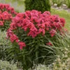 Luminary™ 'Sunset Coral' Tall Garden Phlox -Green Haven Shop 519Phloxpaniculata SunsetCoral 1