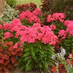 Luminary™ 'Sunset Coral' Tall Garden Phlox -Green Haven Shop 519Phloxpaniculata SunsetCoral 3