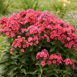 Luminary™ 'Sunset Coral' Tall Garden Phlox -Green Haven Shop 519Phloxpaniculata SunsetCoral 4