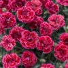 Fruit Punch® 'Black Cherry Frost' Dianthus 2 Fruit Punch® 'Black Cherry Frost' Dianthus -Green Haven Shop 51f5d83b1e835d9b3c4403bdb0338adf