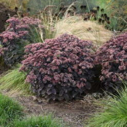 Rock 'N Grow® 'Back In Black' Stonecrop -Green Haven Shop 520Sedum BackinBlack 3