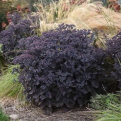 Rock 'N Grow® 'Back In Black' Stonecrop -Green Haven Shop 520Sedum BackinBlack 4