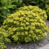 Rock 'N Round® 'Bright Idea' Stonecrop -Green Haven Shop 521Sedum BrightIdea 1