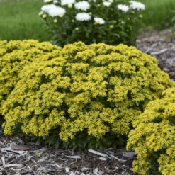 Rock 'N Round® 'Bright Idea' Stonecrop -Green Haven Shop 521Sedum BrightIdea 3