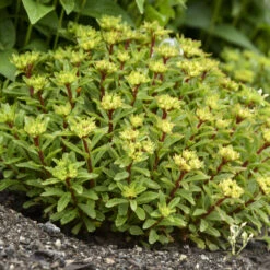 Rock 'N Round® 'Bright Idea' Stonecrop -Green Haven Shop 521Sedum BrightIdea 4