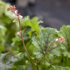Fun And Games® 'Shadow Tag' Foamy Bells 8 Fun And Games® 'Shadow Tag' Foamy Bells -Green Haven Shop 52279fe2f37de96830f8455da8957103