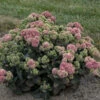 Rock 'N Grow® 'Coraljade' Stonecrop -Green Haven Shop 522Sedum Coraljade 1