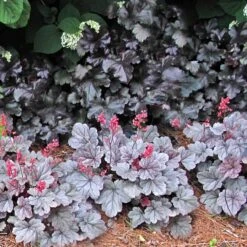 Dolce® 'Silver Gumdrop' Coral Bells -Green Haven Shop 525 1972 popup sw