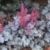 Dolce® 'Silver Gumdrop' Coral Bells -Green Haven Shop 525 1975 popup sw