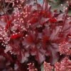 ForeverĀ® Red Coral Bells 1 ForeverĀ® Red Coral Bells -Green Haven Shop 527 1988 popup
