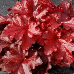 Forever® Red Coral Bells 7 Forever® Red Coral Bells -Green Haven Shop 527 1990 popup sw