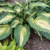 Shadowland® 'Love Story' Hosta -Green Haven Shop 52ad05361f3541199a76ec17c9a6bc7f