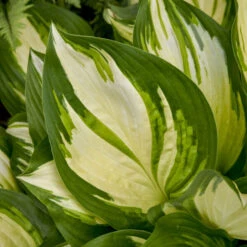 Shadowland® 'Miss America' Hosta -Green Haven Shop 530Hosta MissAmerica 4