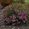 Sizzle & Spice® 'Zesty Zinger' Tickseed 2 Sizzle & Spice® 'Zesty Zinger' Tickseed -Green Haven Shop 531Coreopsisverticillata ZestyZinger 1