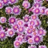 Kaleidoscope™ 'Pink Radiance' Ice Plant -Green Haven Shop 533d6cad7dc6017ac96b6b94daa8e5db