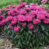 Sugar Buzz® 'Berry Taffy' Bee Balm -Green Haven Shop 542Monarda BerryTaffy 1