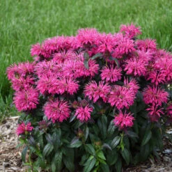 Sugar Buzz® 'Berry Taffy' Bee Balm -Green Haven Shop 542Monarda BerryTaffy 3