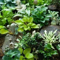 'Sun Mouse' Hosta -Green Haven Shop 542 2217 popup